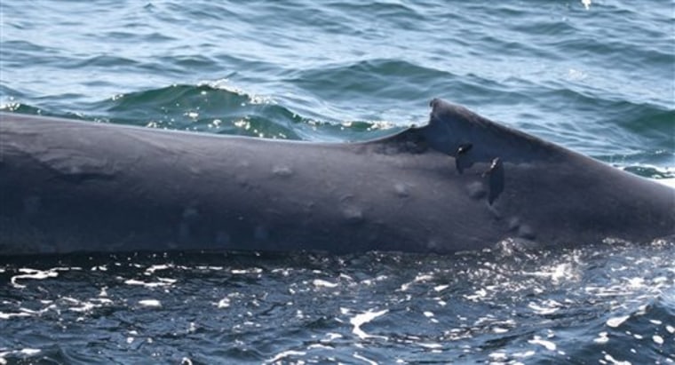 This blue whale, photographed in Mexico's Gulf of California, shows blistered skin tied to excessive radiation.